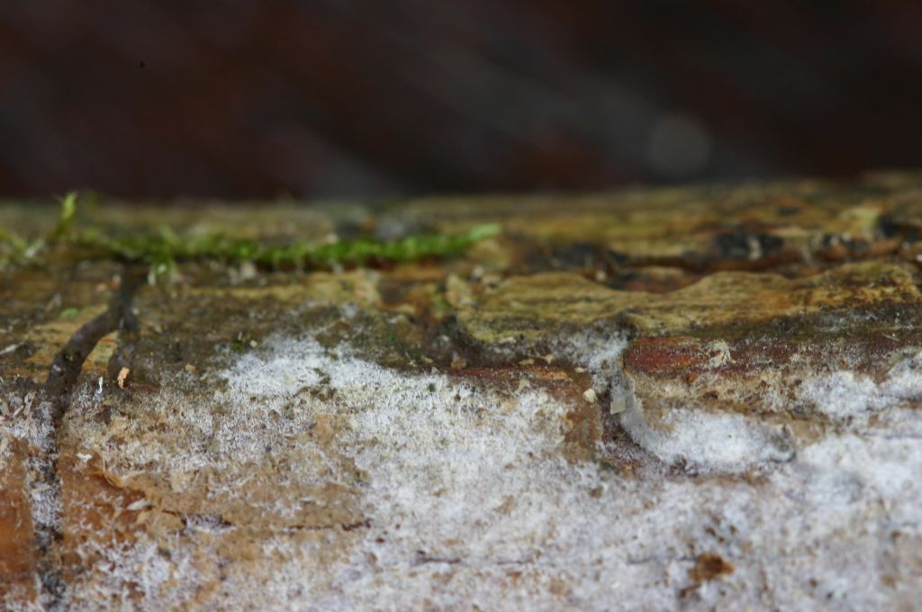 Botryobasidium? (Botryobasidium subcoronatum)